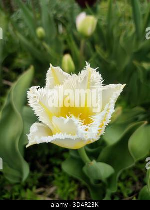 Wachsende blühende gelbe weiße Tulpenblüte auf grünem Blatthintergrund. Sortenreine Tulpenblüten-Nahaufnahme. Bunte blühende Blüte am Frühlingstag. Natur natürlicher Hintergrund. Tulpe Stockfoto