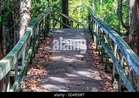 Promenade mit grünen Geländern durch einen Herbstwald, bedeckt mit bunten gefallenen Blättern Stockfoto