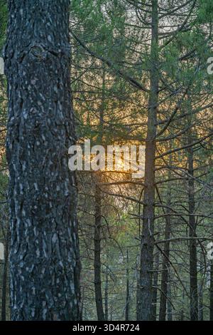 Pfad in einem Kiefernwald bei Sonnenaufgang, flankiert von Tausenden von offenen und geschlossenen braunen Tannenzapfen auf einem Bett aus trockenen Nadeln Stockfoto