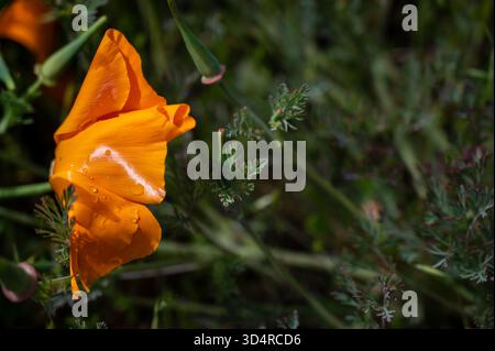 Farbenfrohe Frühlings- und Sommerblumen mit Rosen, Tulpen und Iris, die natürliche Schönheit und lebendige florale Farben zeigen, die die saisonale Natur darstellen Stockfoto