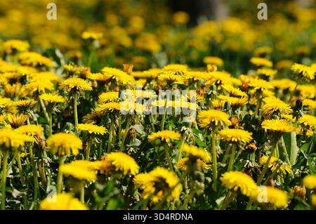 Feld mit Löwenzahn Stockfoto