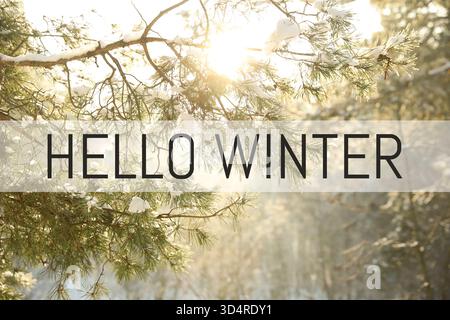 Hallo Winterkarte. Wunderschöner sonnendurchfluteter Baumzweig bedeckt mit Schnee im Wald Stockfoto