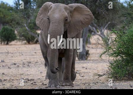 African Bush Elephant, Loxodonta africana, Leading the Herd, Mashatu Game Reserve, Botswana Stockfoto