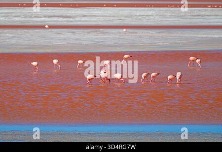 James Flamingos füttern in einem Altiplano Salzsee in Laguna Colorada in Bolivien Stockfoto