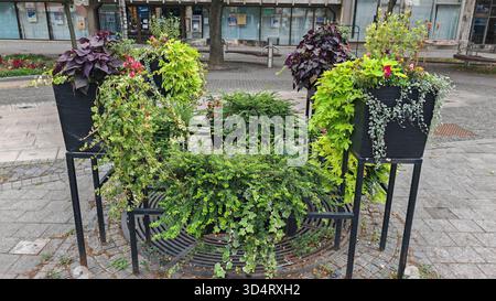 Städtische Dekorationspflanzen in Metallgefäßen Stockfoto