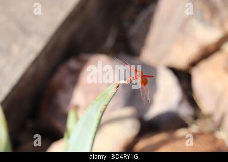 Eine Nahaufnahme einer leuchtenden orangefarbenen männlichen Libelle mit transparenten Flügeln, die im Sonnenlicht von rot-orangen Adern glitzern und auf einem Aloe-Blatt thront Stockfoto