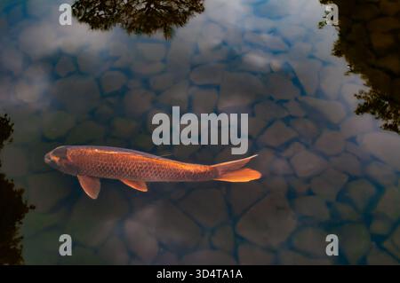 Koi-Fische schwimmen in klarem stillen Wasser im Kokoen Garden, Himeji, Japan. Stockfoto