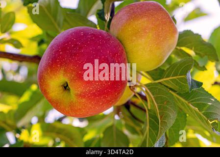 Zwei Äpfel hängen an einem Baum. Eine ist rot und die andere grün. Die Äpfel sind reif und bereit für die Ernte Stockfoto