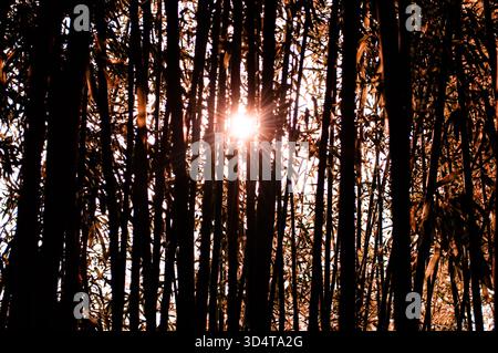 Sonnenlicht filtert durch hohen Bambus in einem dichten Wald in Himeji, Japan. Stockfoto
