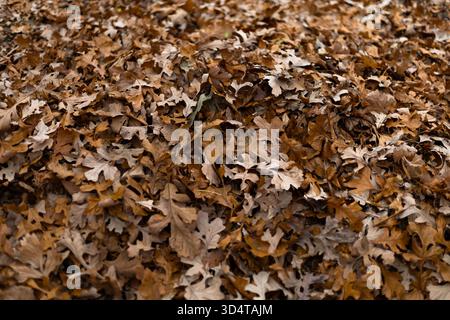 Trockene Eichenblätter liegen auf dem Boden und zeigen warme Herbstfarben. Hochwertige Fotos Stockfoto