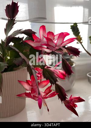 Eine detaillierte Makroaufnahme einer hellrosafarbenen Schlumbergera-Blume, bekannt als Weihnachtskaktus, die in der Nähe eines Fensters in Hull, England, blüht. Stockfoto