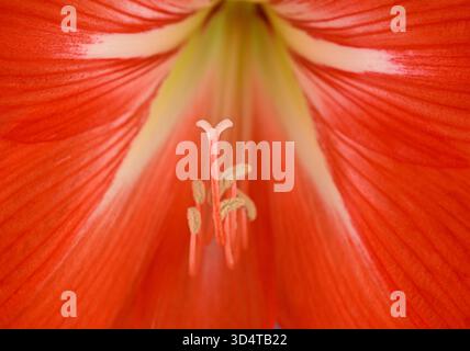 Eine Nahaufnahme einer roten Blume mit weißem Zentrum. Die Blüte ist in voller Blüte und hat ein sehr zartes Aussehen. Das Konzept von Schönheit und Fragilität Stockfoto