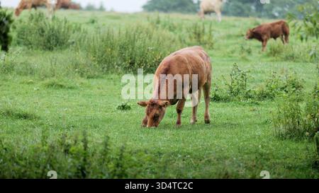 Portraitfoto einer roten Kuh auf einer Weide mit verschwommenem Hintergrund. Üppiges Grün. Wunderschöne ländliche Landschaft. Natur. Ökologie Stockfoto