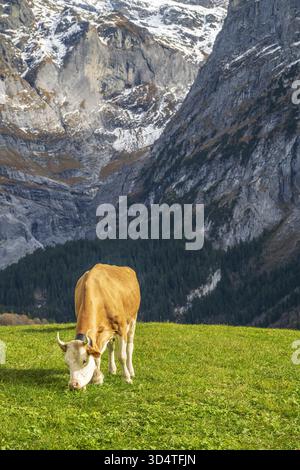 Kuhweide auf einer Bauernweide, Grindelwald, Kanton Bern, Schweiz Stockfoto