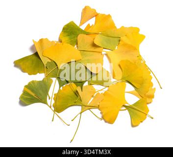 Gelbliche Ginkgo biloba Blätter isoliert auf weiß Stockfoto