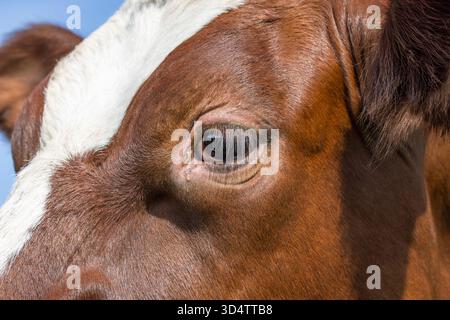 Kuhauge, Nahaufnahme eines milchroten und weißen, ruhig und ruhig, glänzende Haut, die hell aussieht, Detail eines Kuhkopfes Stockfoto