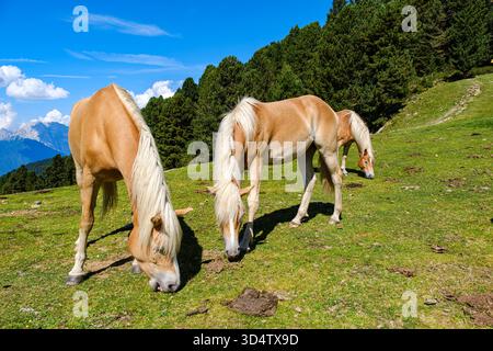 Pferde weiden frei auf einer Almweide nahe dem Acherkogel in den Stubaier Alpen in Hochoetz, Oetz, Oetztal, Tirol, Österreich. Stockfoto