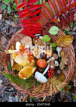 Korb mit bunten Wildpilzen, Herbstblättern und Waldbeeren, gesammelt in einem Dorf in Bosnien und Herzegowina. Natürliche Waldernte. Stockfoto