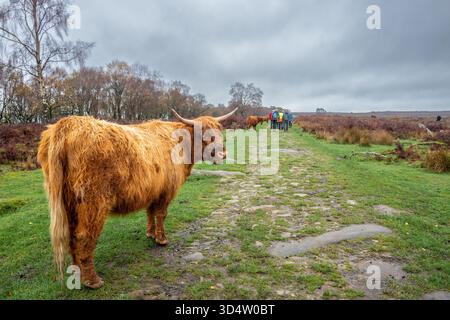 Highland-Rinder weiden auf dem offenen Grasland entlang der Blackstone Edge im Derbyshire Peak District bei Baslow. Stockfoto