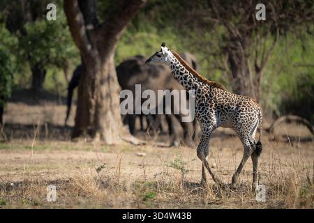 Junge Thornicraft-Giraffe (Giraffa camelopardalis thornicrofti), die von rechts nach links läuft. Volle Größe des Profils. South Luangwa National Park Stockfoto