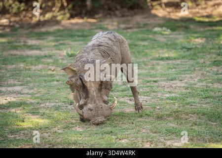 Warzenschweine essen (Phacochoerus africanus) grünes Gras während des Knieens. Nahaufnahme des Wildtieres. South Luangwa National Park, Sambia, Afrika Stockfoto