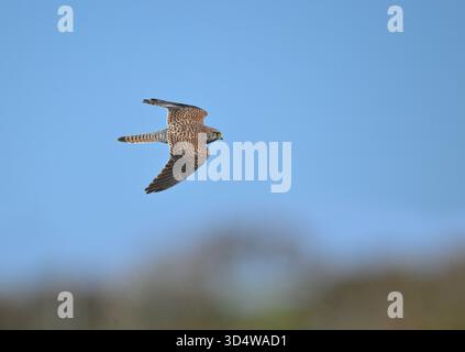 Turmfalken - Falco tinnunculus Stockfoto