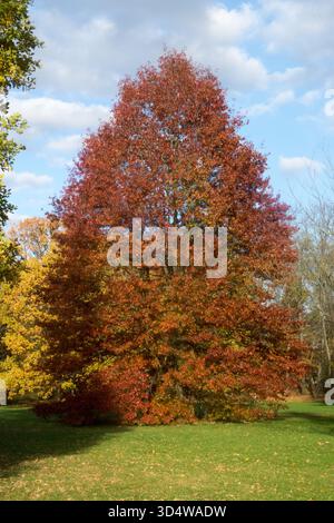 Pin Oak Tree Quercus palustris Stockfoto