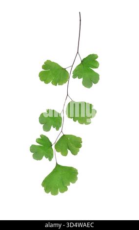 Maidenhair Farn - Adiantum capillus-veneris Stockfoto