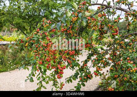 Die Fülle kleiner rosafarbener Äpfel an einem Zweig eines Krabbenapfelbaums. Stockfoto