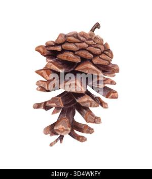 Trockene braune Fichte- oder Kiefernkegel-Aquarellabbildung auf isoliertem Hintergrund. Großer offener Zedernkegel. Botanisches Waldelement im Winter Stockfoto