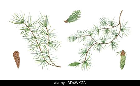 Europäische Lärche oder Larixbaum, Kegel setzen Aquarellillustration auf isolierten Hintergrund. Äste mit grünen Nadeln. Winter-ClipArt Stockfoto