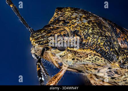 Porträt einer grauen Gartenkäfer (Rhaphigaster nebulosa) Stockfoto