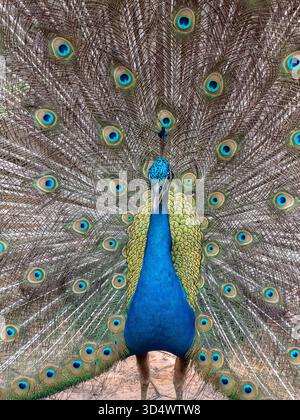 Ein prächtiger Pfau zeigt seine atemberaubenden Schwanzfedern, aufgefächert in einem schillernden Gefieder und komplizierten augenähnlichen Mustern. Dies Stockfoto
