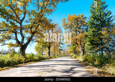 Farbenfrohe Herbstlandschaft mit einer Straße und einer alten Baumallee, herbstliche Natur, sonnenbeschienene Bäume an einem Herbsttag, Lettland Stockfoto