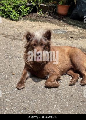 Brauner Shaggy-Hund mit markantem weißgrauem Haar auf dem Kopf, entspannt auf sonnendurchflutetem Beton. Seine Zunge ist sanft herausgezogen und vermittelt eine Ruhe Stockfoto