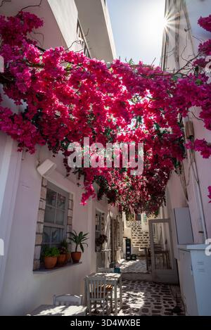 Enge Gasse mit leuchtenden rosa Bougainvillea über dem Kopf, weißen Gebäuden und Sitzgelegenheiten im Freien auf der Insel Naxos in Griechenland am 22. August 2023 Stockfoto