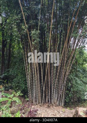 Ein lebendiger und dichter Bambushain blüht, mit hoch aufragenden Stängeln und üppigem Laub, die eine ruhige natürliche Umgebung in diesem tropischen Wald schaffen Stockfoto