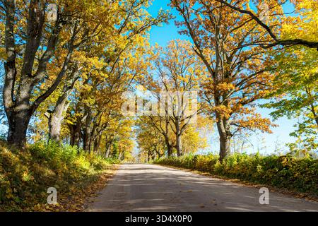Farbenfrohe Herbstlandschaft mit einer Straße und einer alten Baumallee, herbstliche Natur, sonnenbeschienene Bäume an einem Herbsttag, Lettland Stockfoto