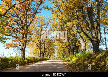 Farbenfrohe Herbstlandschaft mit einer Straße und einer alten Baumallee, herbstliche Natur, sonnenbeschienene Bäume an einem Herbsttag, Lettland Stockfoto