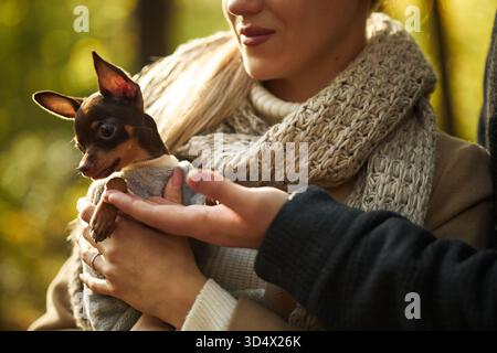 Kaukasische junge Erwachsene Frau, die einen kleinen Chihuahua-Hund hält, während der Partner die Hand zum Streicheln von Haustieren im Freien streckt, beide teilweise sichtbar, konzentrieren sich auf Interaktion Stockfoto