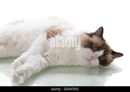 Blauäugige Ragdoll-Katze, die isoliert sitzt. Stockfoto
