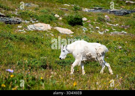 Eine weiße Bergziege spaziert durch eine grüne Bergwiese am Logan Pass im Glacier National Park, Montana. Die Ziege weidet an einem sonnigen Sommertag auf Gras und Wildblumen Stockfoto