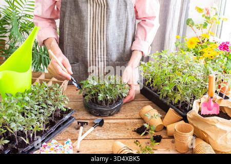 Ein Mann pflanzt junge Tomaten- und Paprikensetzlinge in Öko-Töpfe um, pflanzt Setzlinge aus Plastikbehältern in Torftöpfe um und bereitet sich auf die Frühlingspflanzung in den Boden vor Stockfoto