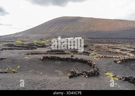 Ein malerischer Blick auf die Weinberge auf Lanzarote, mit der einzigartigen vulkanischen Landschaft und den unverwechselbaren Steinmauern. Stockfoto