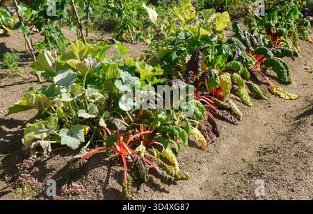 Gesunde Hausgartenreihe mit lebendigen Regenbogenmantelpflanzen und Zucchini, die an einem sonnigen Tag in fruchtbarem Boden wachsen. Stockfoto