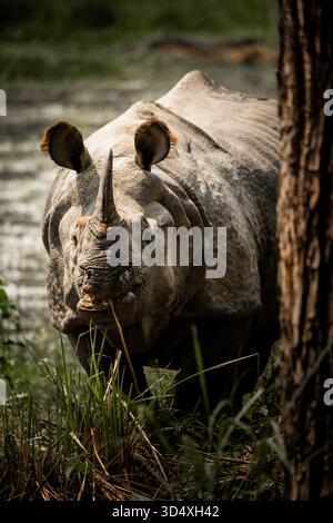 Mächtiges einhörniges Nashorn, das hinter einem Baum in der Wildnis auftaucht Stockfoto