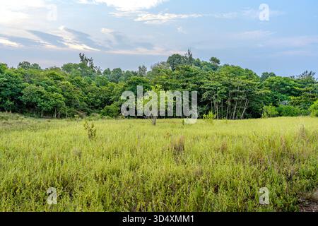 Einsamer Baum auf einem Wiesen-Feld mit dichtem, üppigem Waldhintergrund. Ländliche Landschaft mit einzelnen Bäumen in blauem bewölktem Himmel mit abendlichem Su Stockfoto