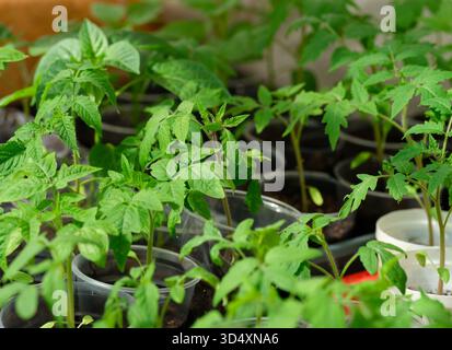 Tomatenpflanzensämlinge in Kunststoffbehältern. Nahaufnahme Stockfoto