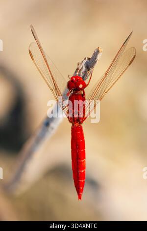 Scharlach Dart Libelle, Crocothemis erythraea, erwachsener Mann fotografiert in Zypern. Seltener Vagrant in Großbritannien. Stockfoto