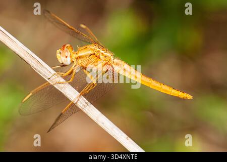 Scharlach Dart Libelle, Crocothemis erythraea, erwachsenes Weibchen fotografiert in Zypern. Seltener Vagrant in Großbritannien. Stockfoto